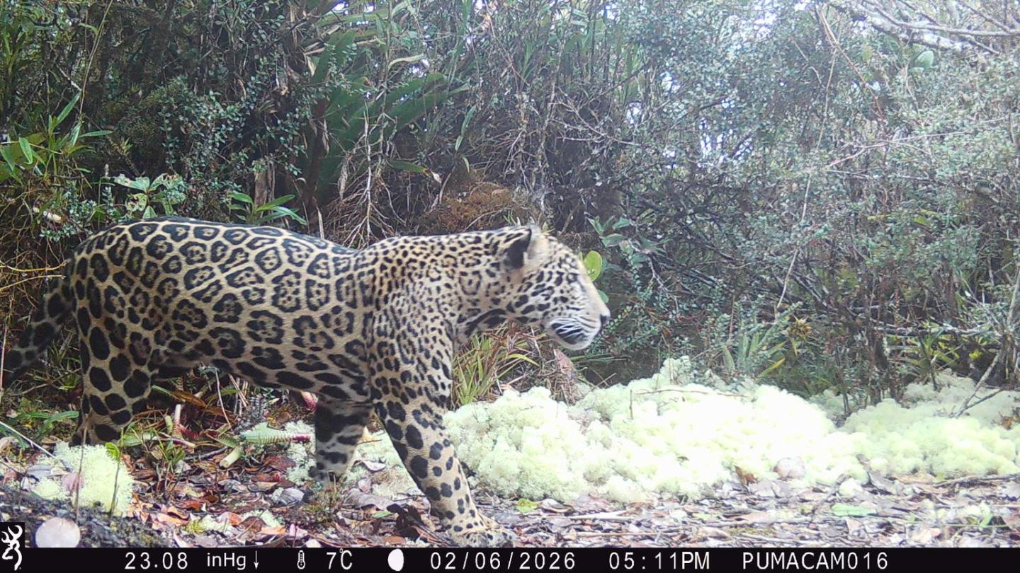 A rare adult male cloud jaguar photographed in Honduras