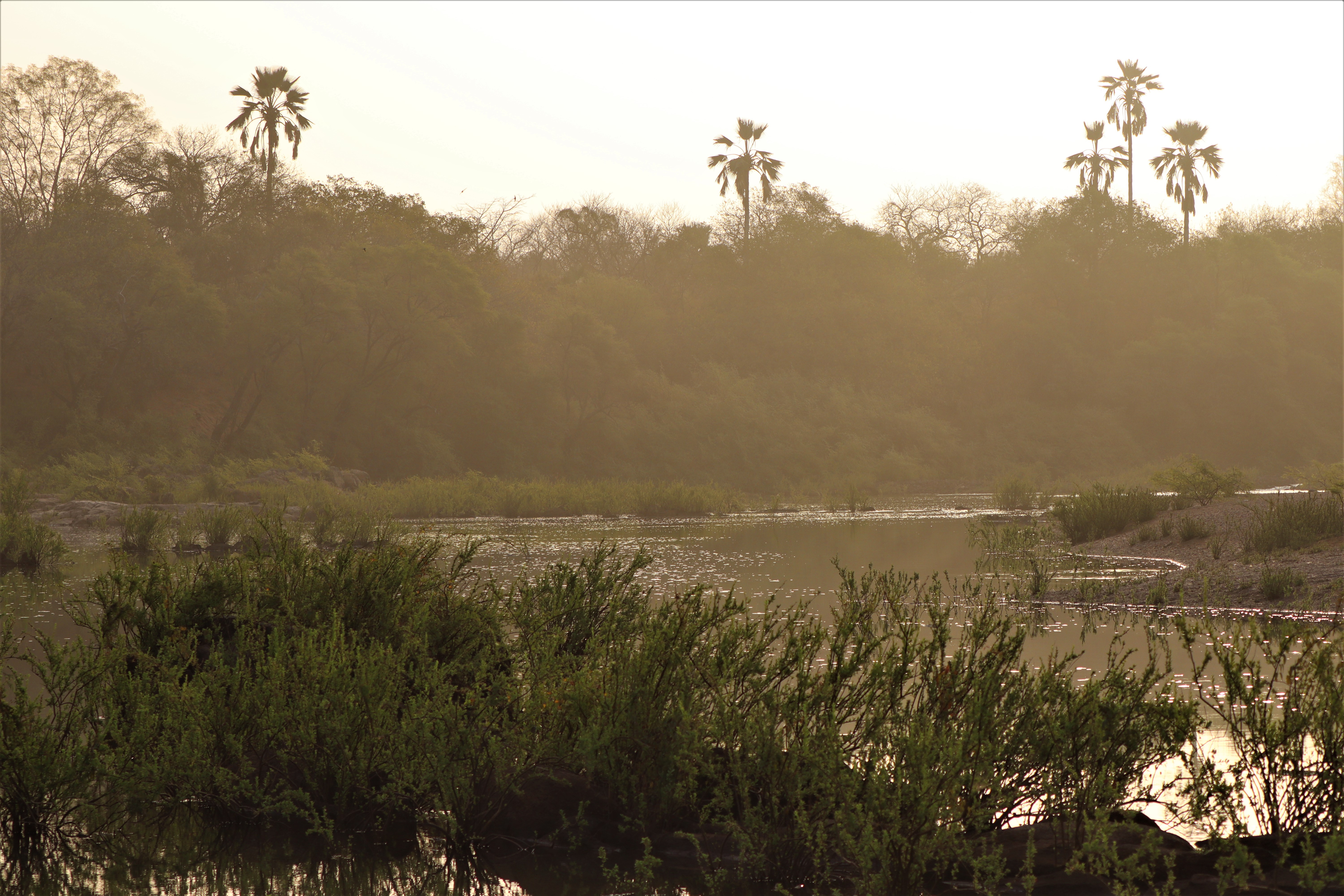 Niokolo-Koba National Park, in Senegal, is a stronghold for a number of rare and threatened species in West Africa.