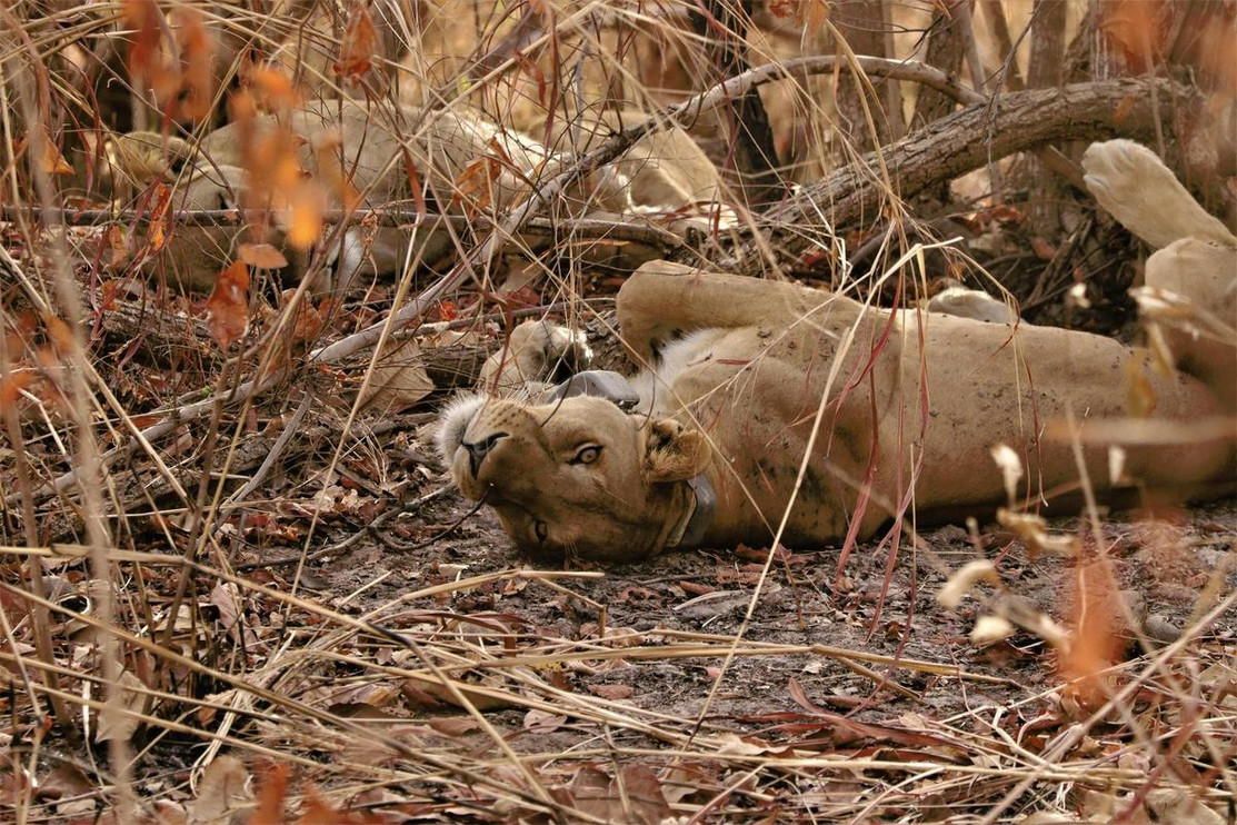 Collared female lion Senegal