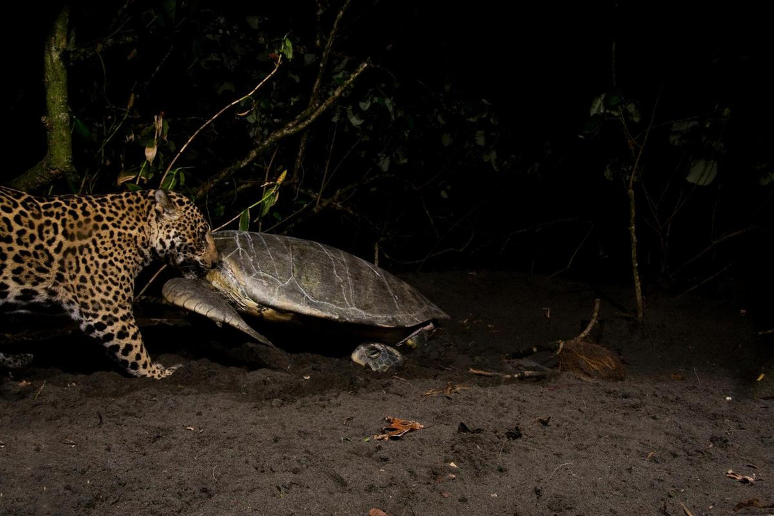 Jaguar eating sea turtle 2