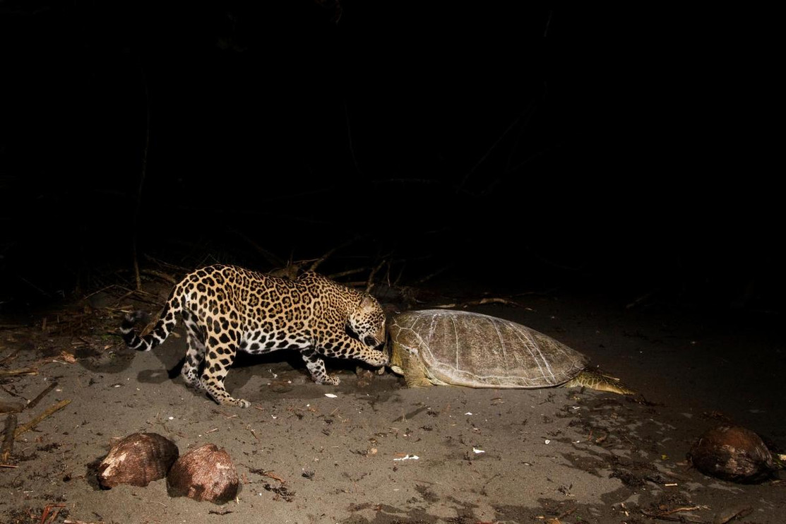 Jaguar eating turtle