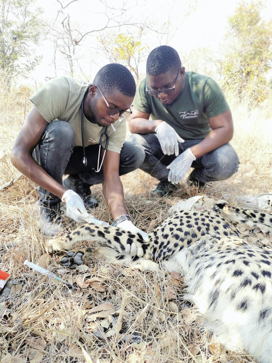Scientists ready a cheetah for collaring
