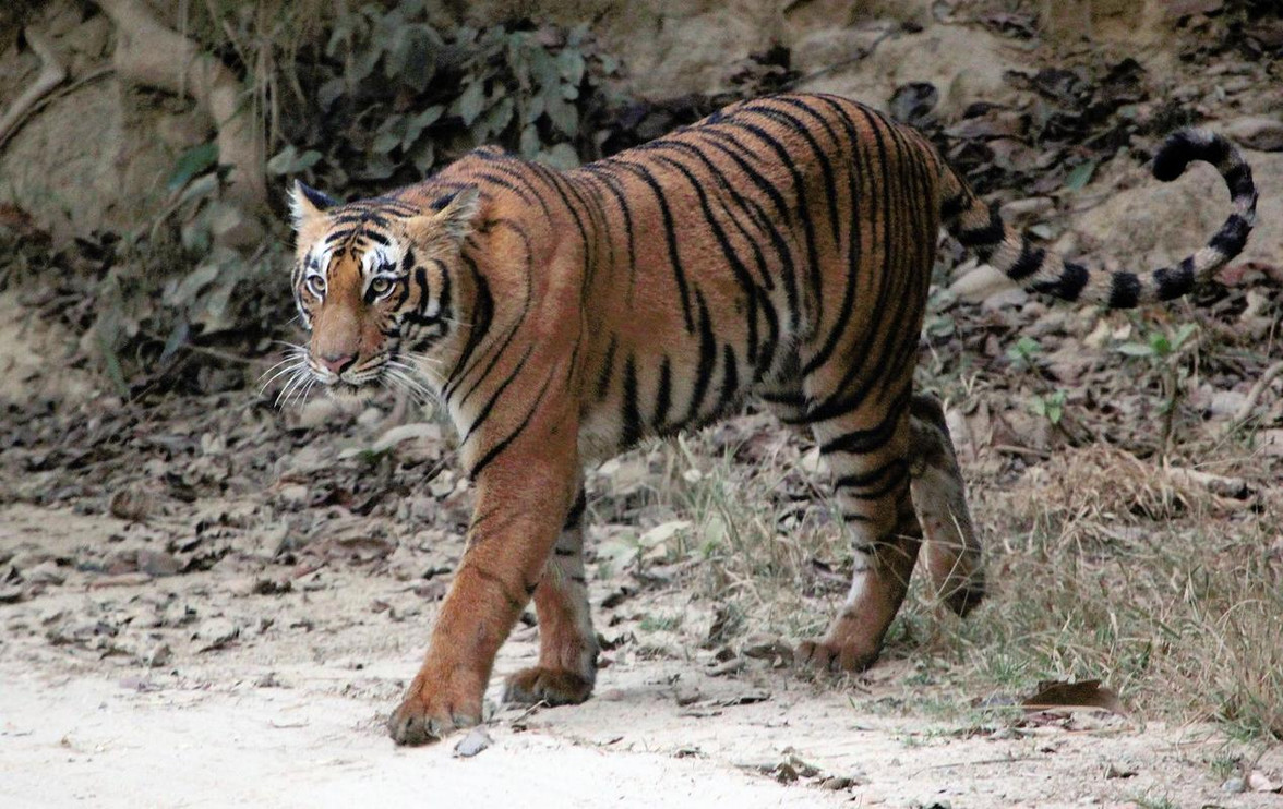 Tiger walking