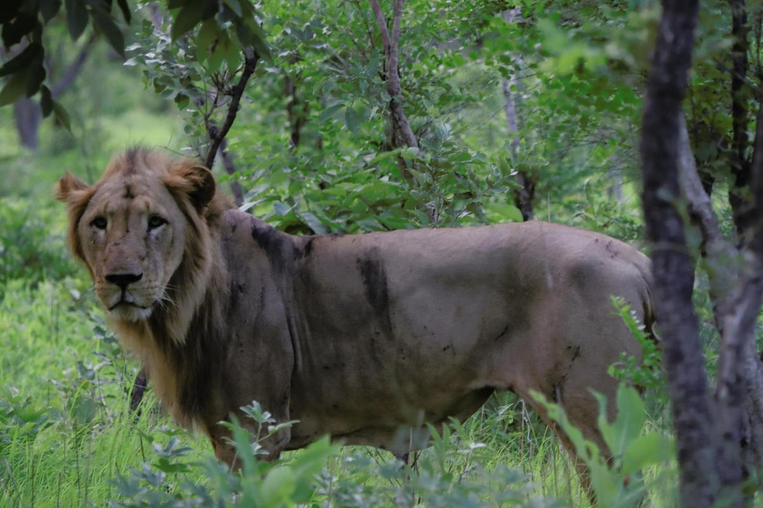 Lion in Senegal