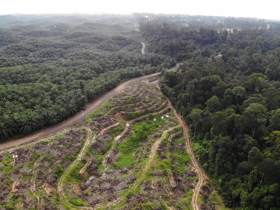The jungle meets an oil palm plantation.