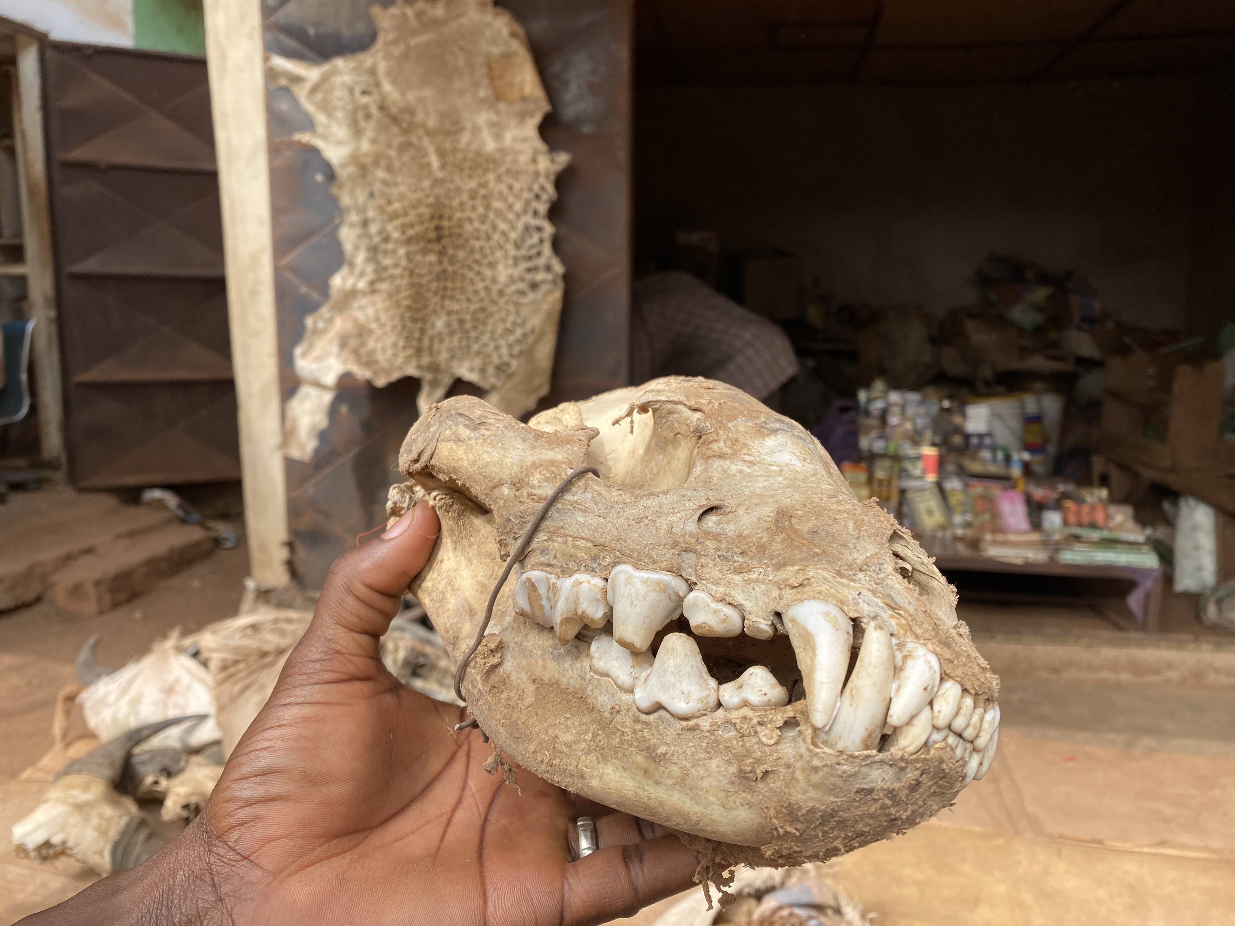 Carnivore skull