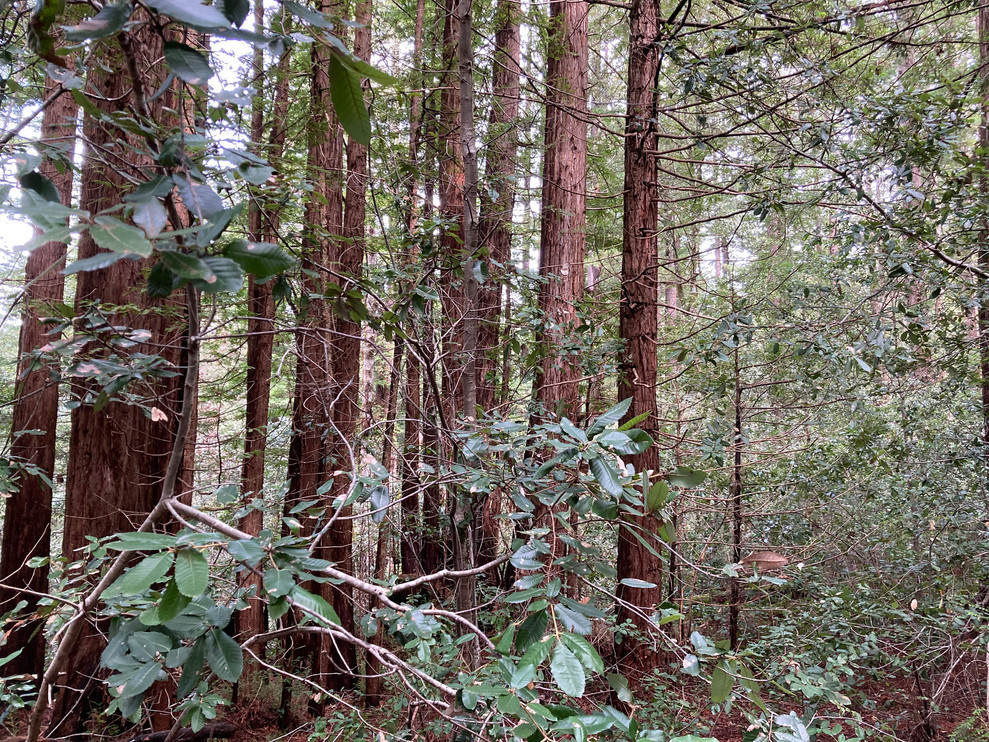 The woods near Santa Cruz.