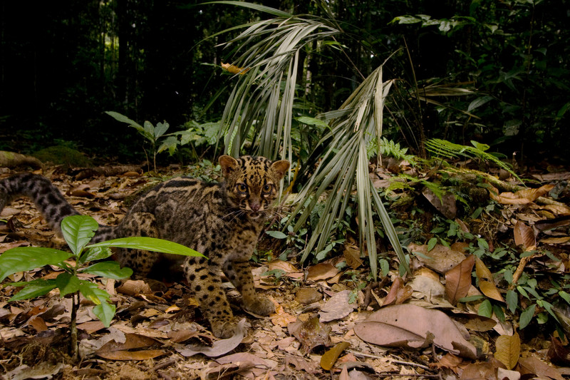 Marbled cat