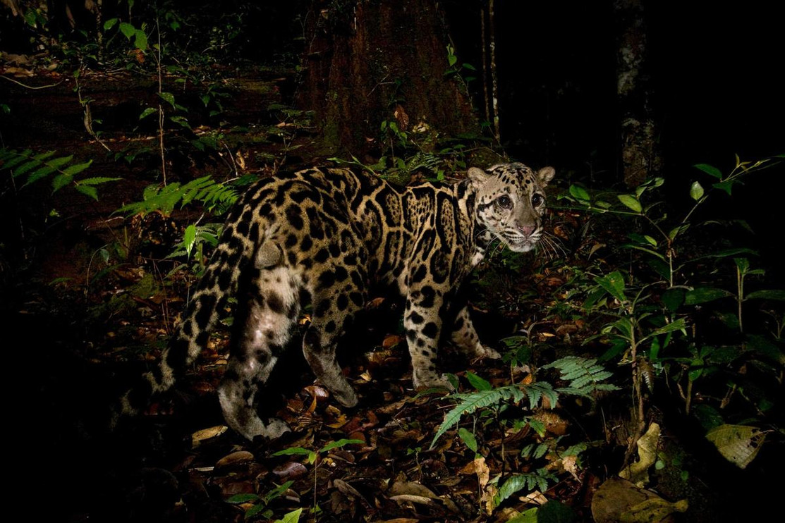 Clouded leopard in front of camera trap