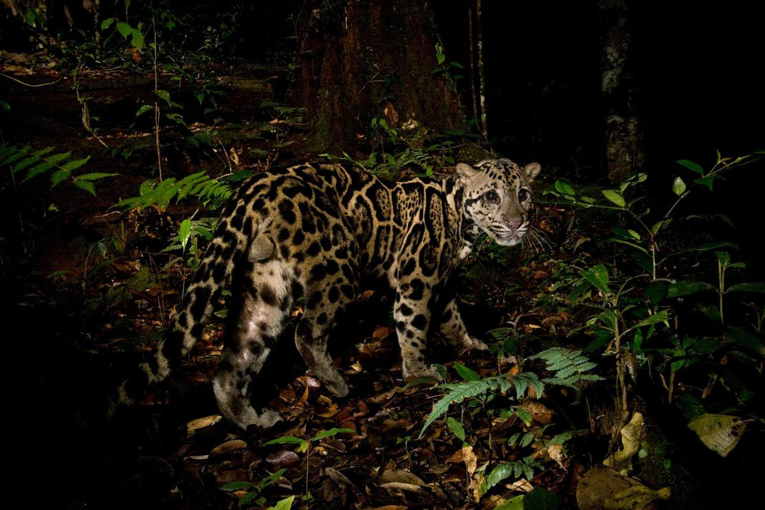 Inside the Illegal Wildlife Trade of Wild Cat Parts | Panthera