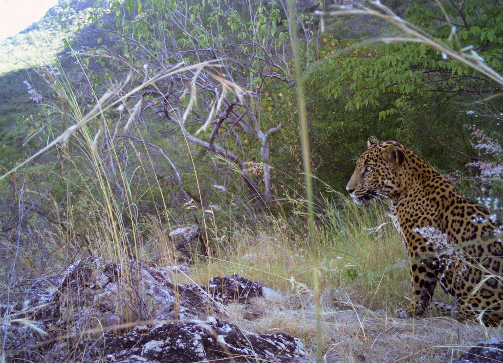 Month of the Jaguar: Keeping Jaguar Culture Alive | Panthera