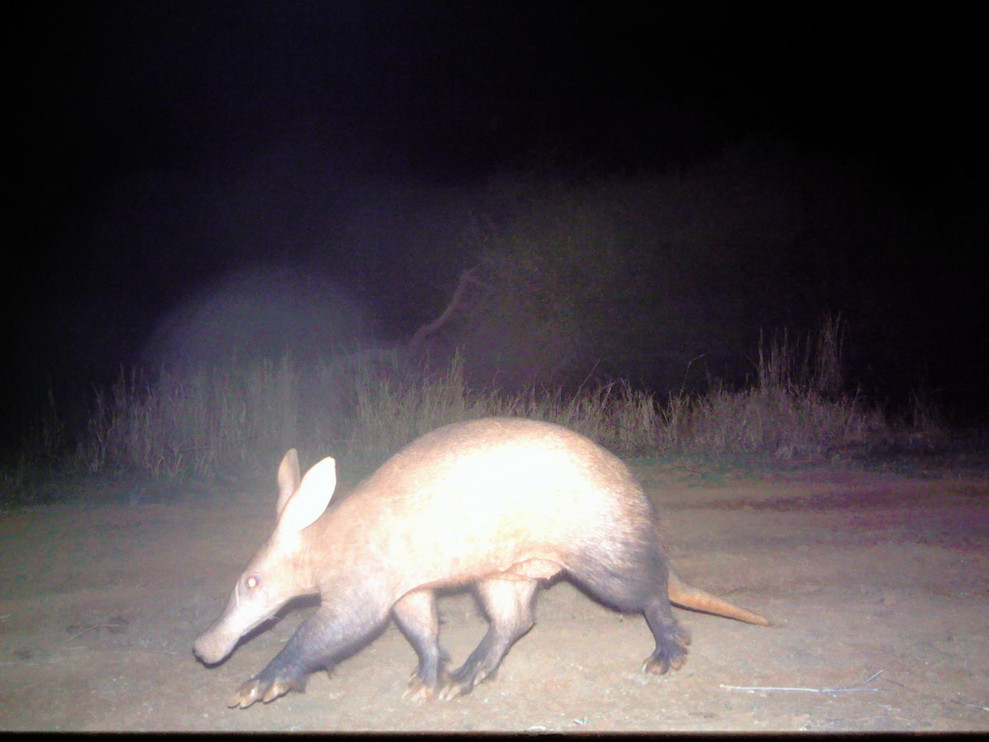 Aardvark