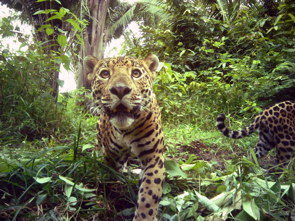 Jaguar facing camera trap