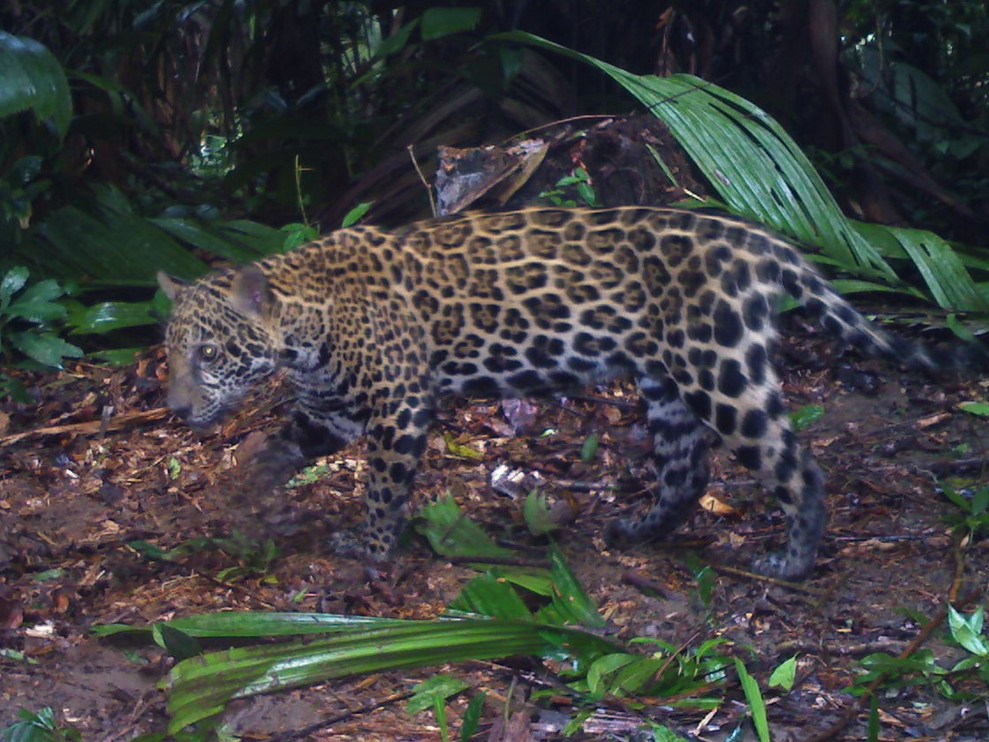 Jaguar