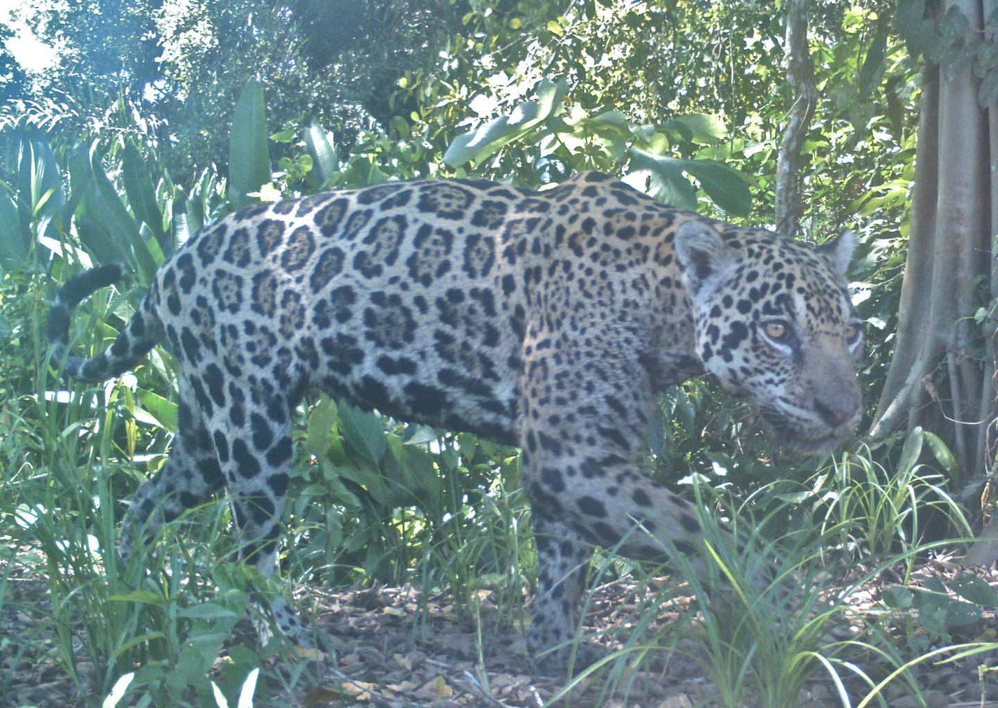 How to Find Jaguars in the Peruvian Amazon | Panthera