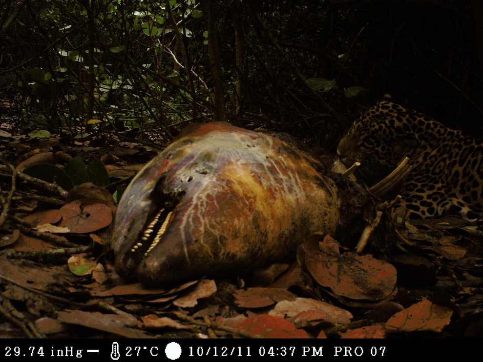 Jaguar eating dolphin 2