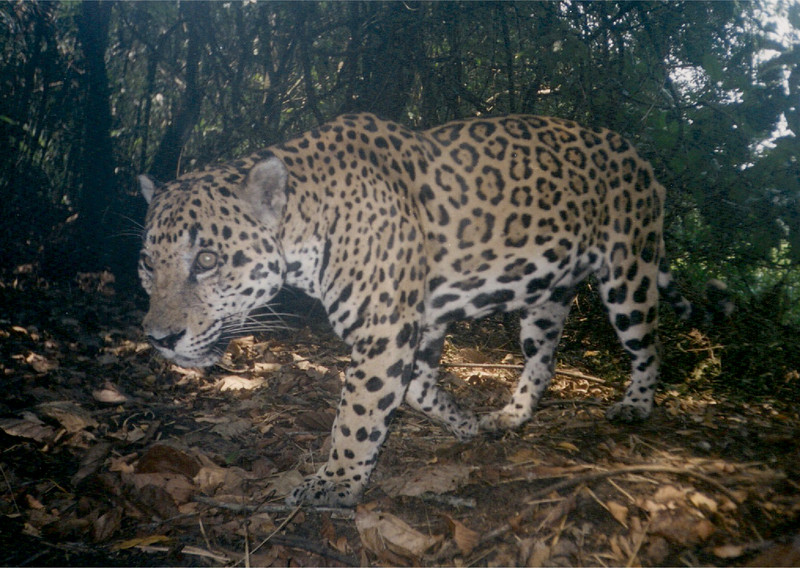 Jaguar in Belize.