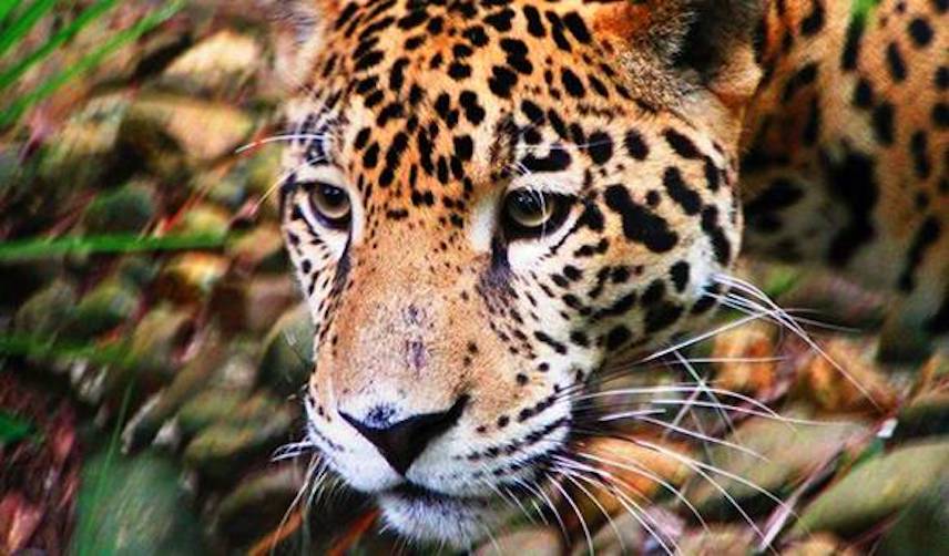 Successfully Saving Pantanal Jaguars from Brazil's Wildfires | Panthera