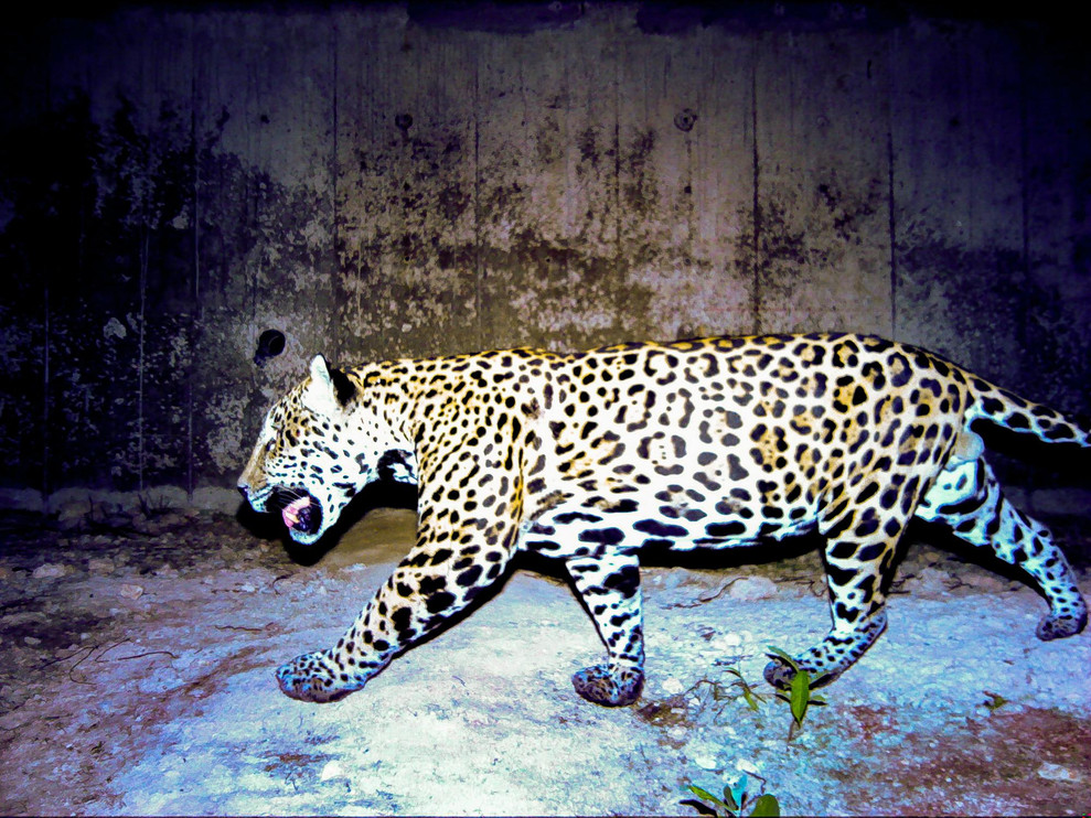 Month of the Jaguar: Keeping Jaguar Culture Alive | Panthera