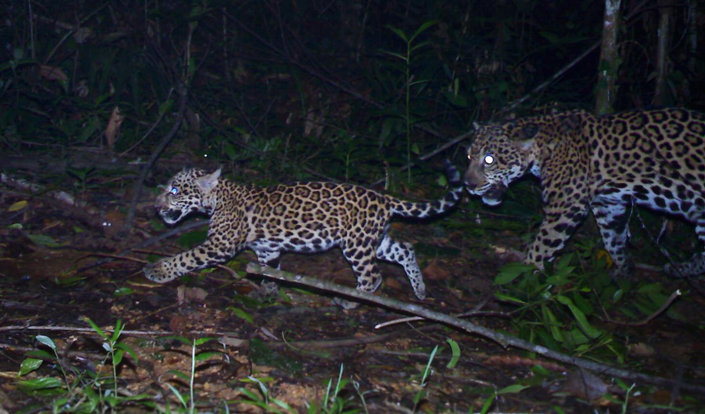 Jaguar mother and cub