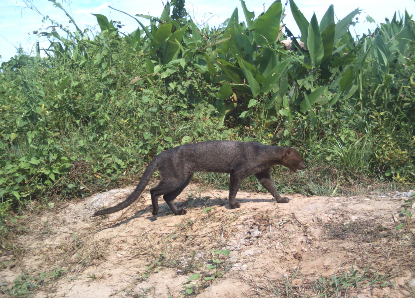 Jaguarundi