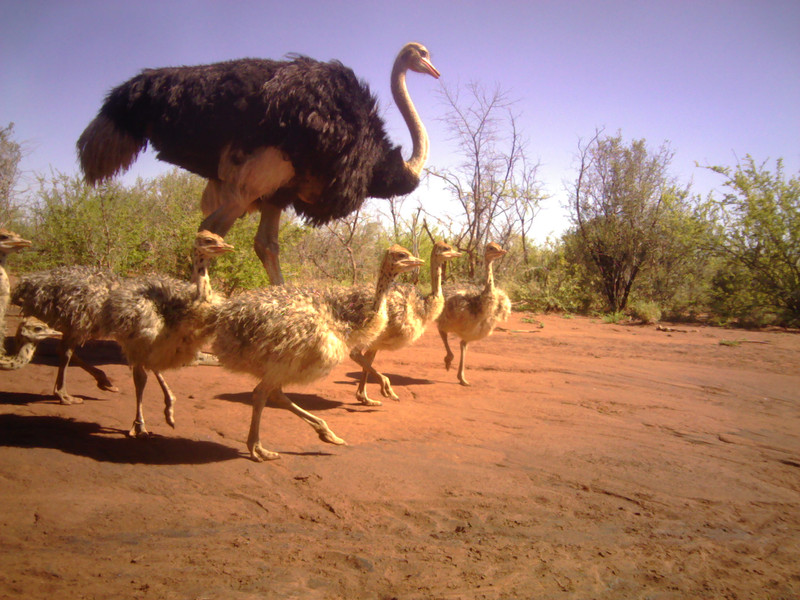 Ostriches