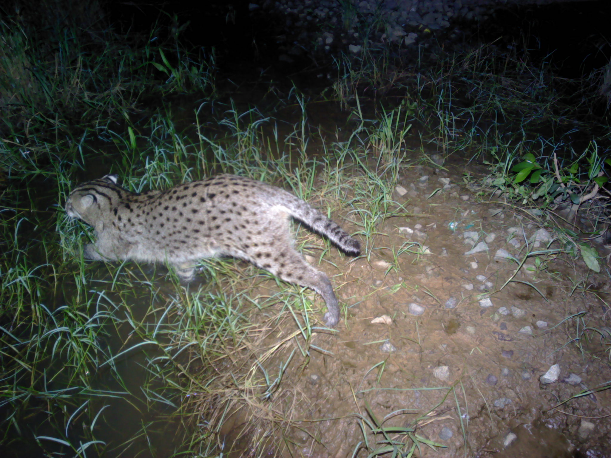 fishing cat 2