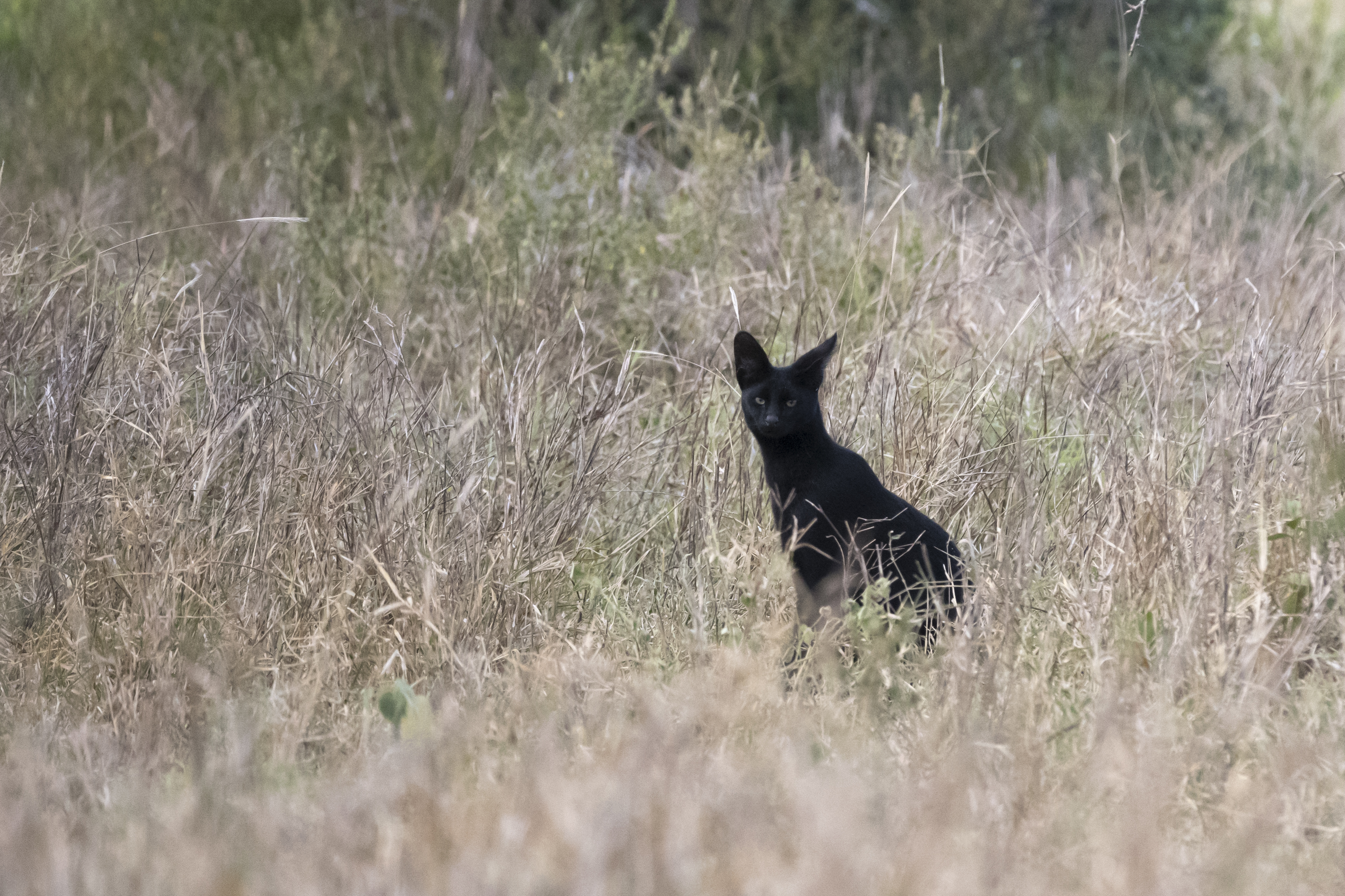 Melanistic serval