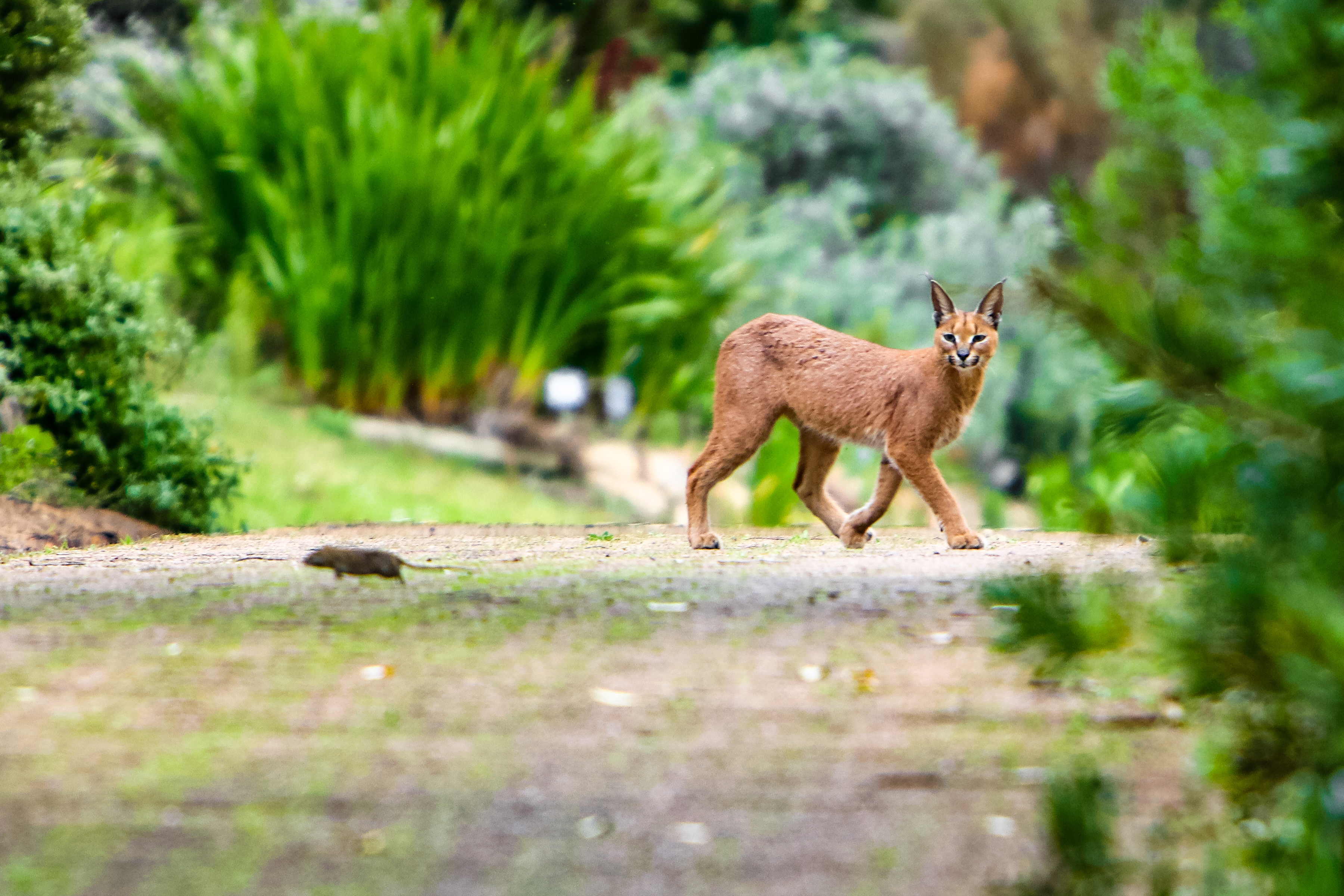 Caracal watches rodent