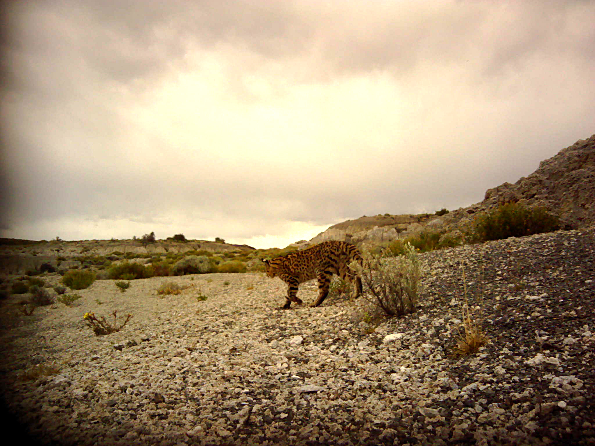 Geoffroy's cat camera trap