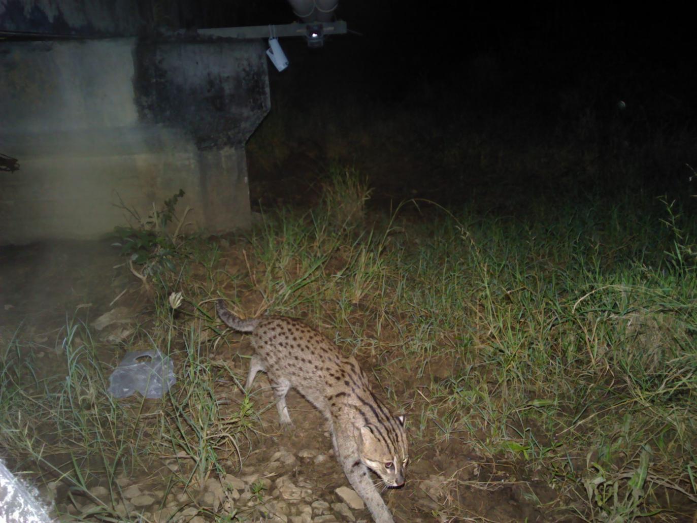 Why Did the Fishing Cat Cross the Railway?