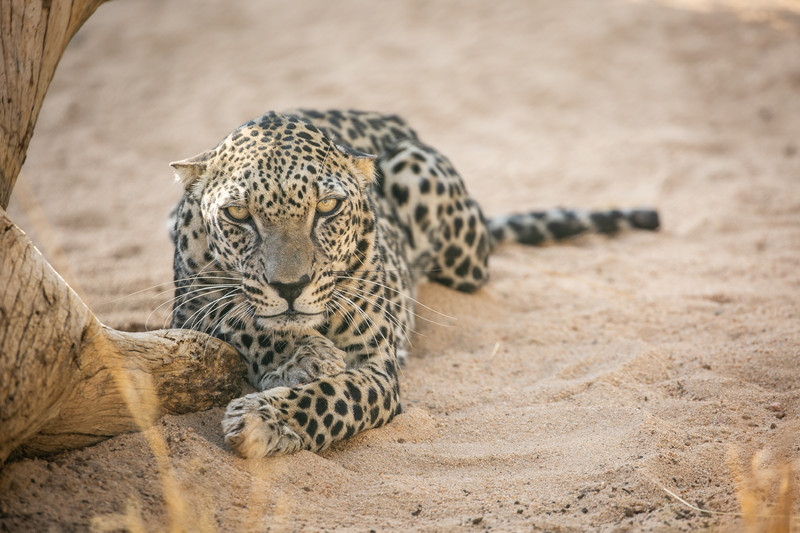 Arabian leopard