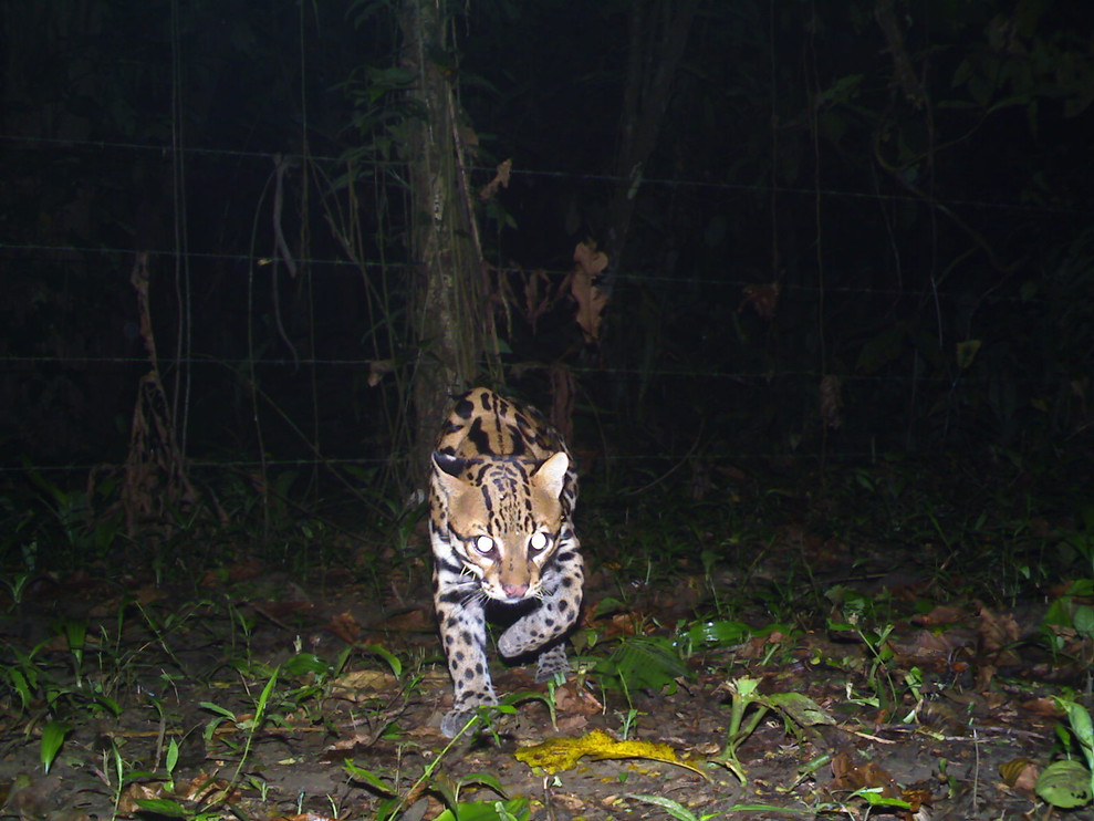 Ocelot on remote camera