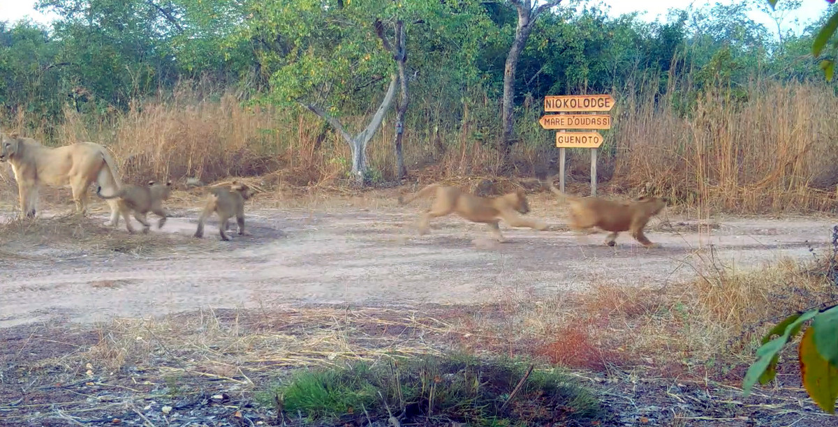 Lion family in Senegal