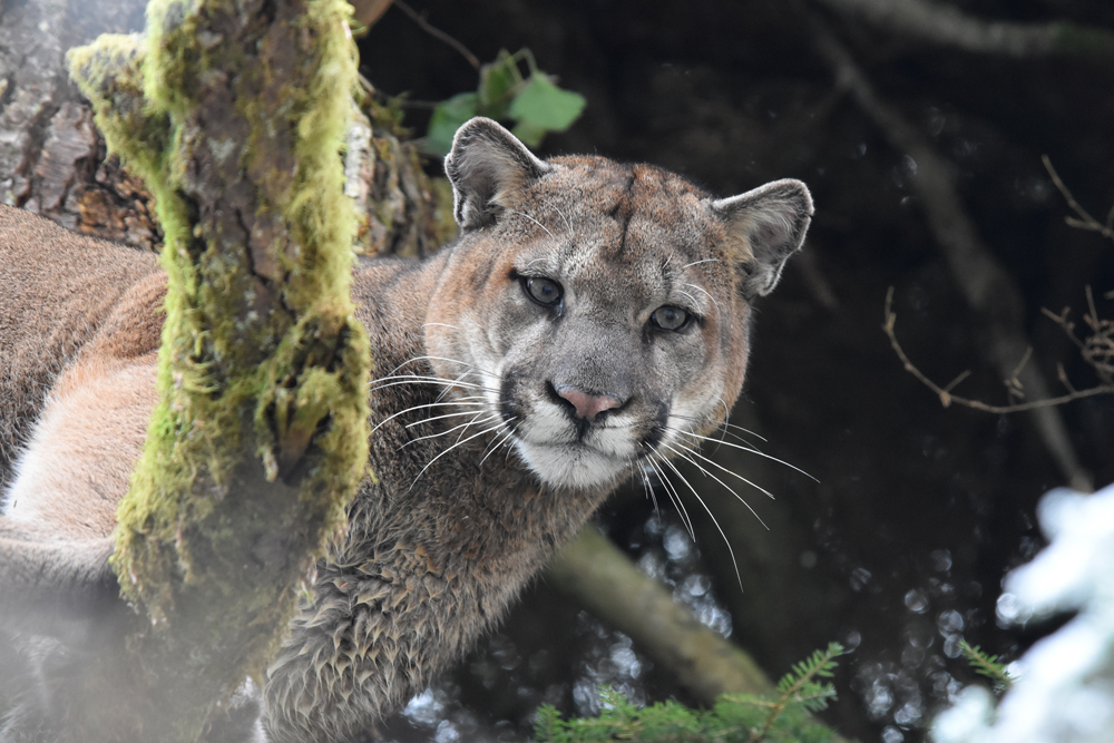 Male puma