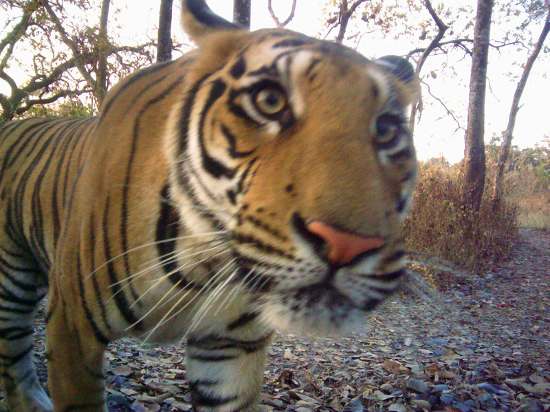 Tiger camera trap.