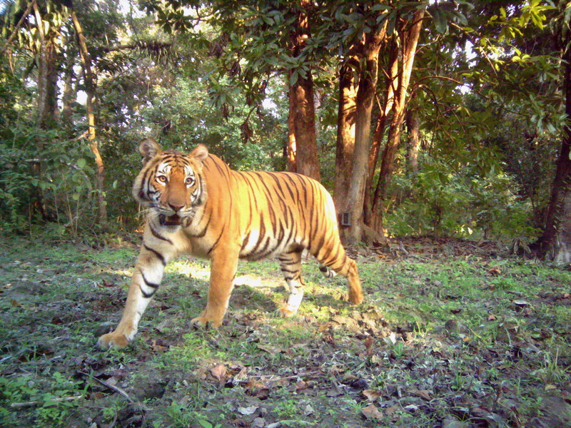 Tiger on camera trap