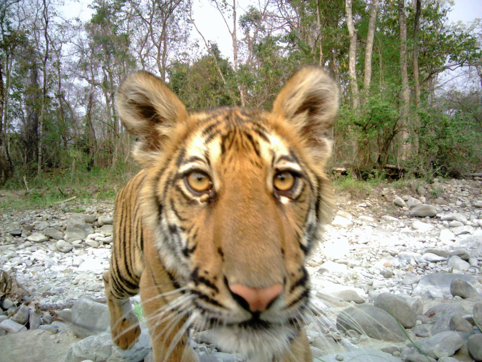 Tiger camera trap