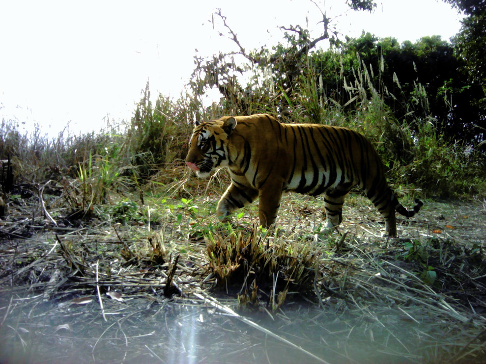 Male tiger 2