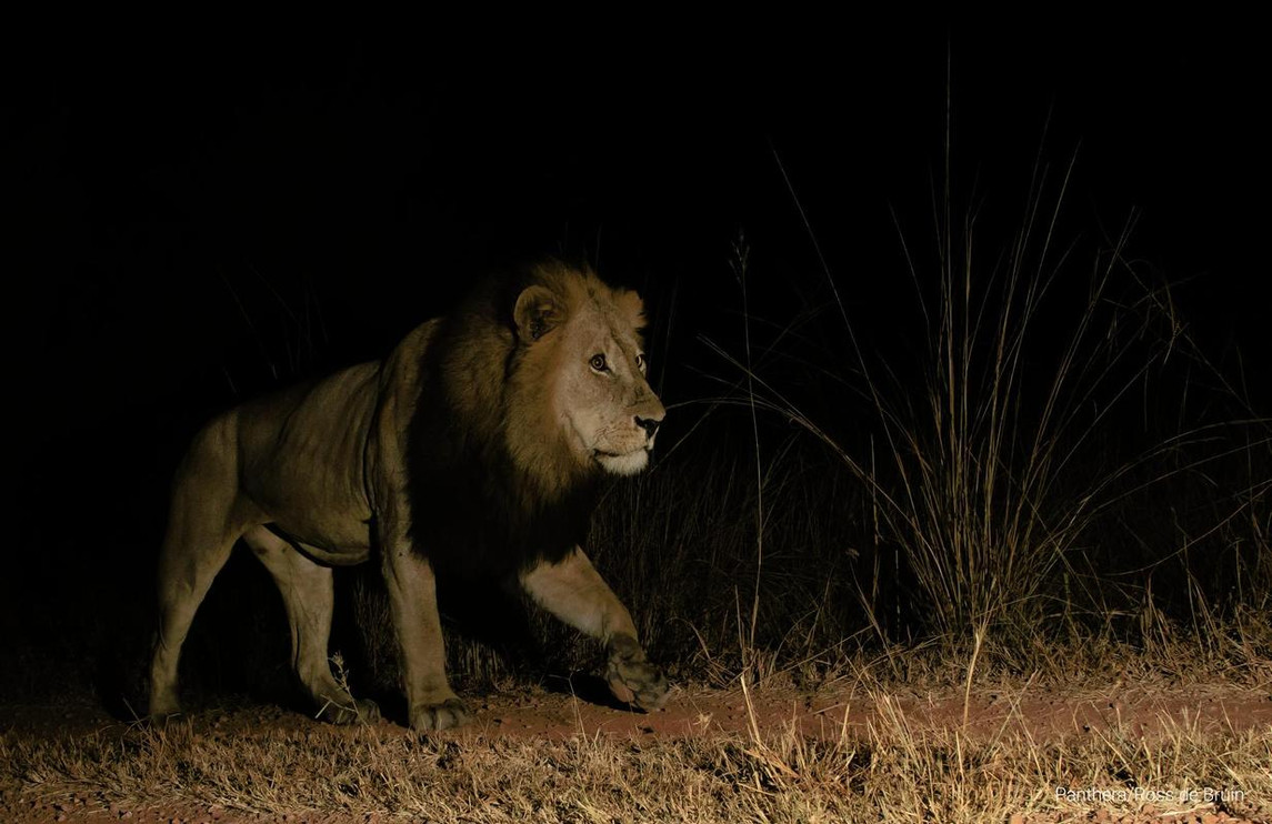 Lion prowling in Zambia's Kafue National Park