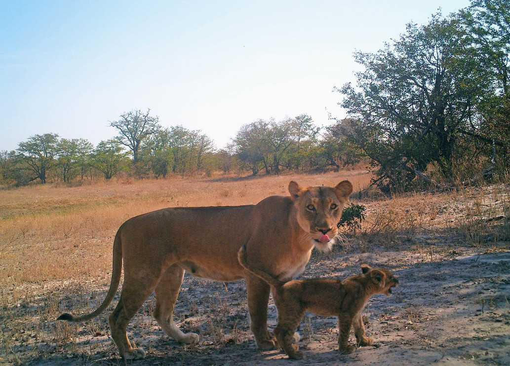 Lion with cub