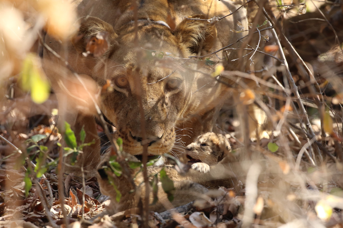 Lioness and cub, Zambia