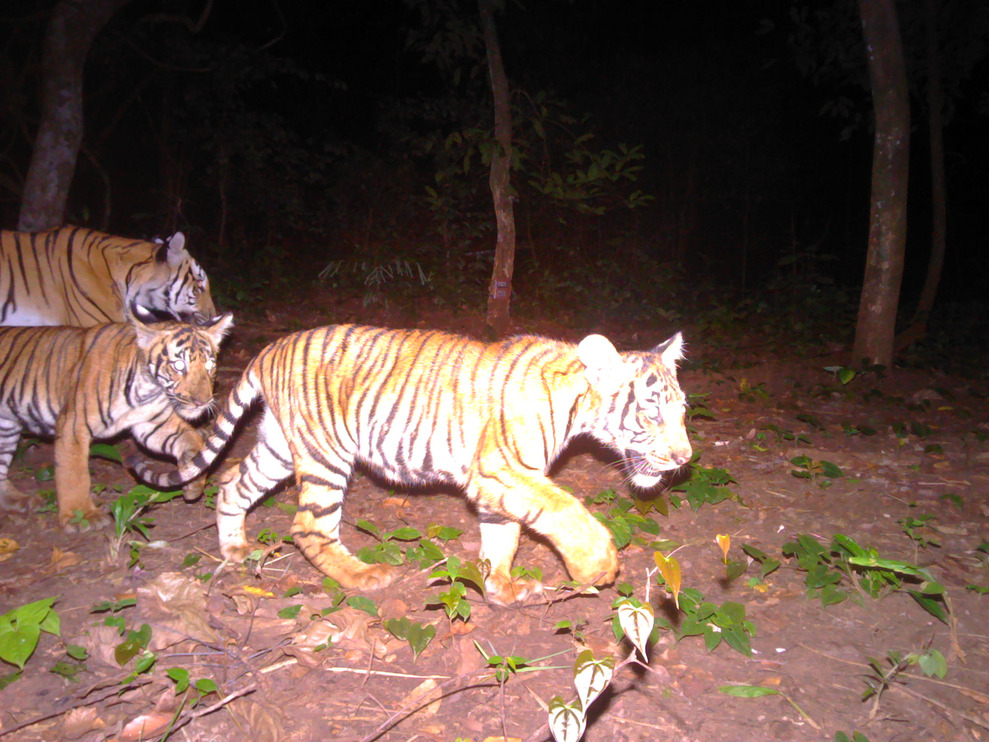 Tiger family in Thailand