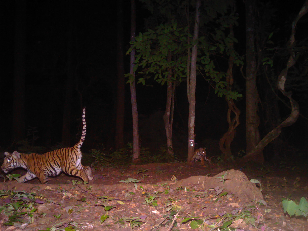 Tiger cubs playing