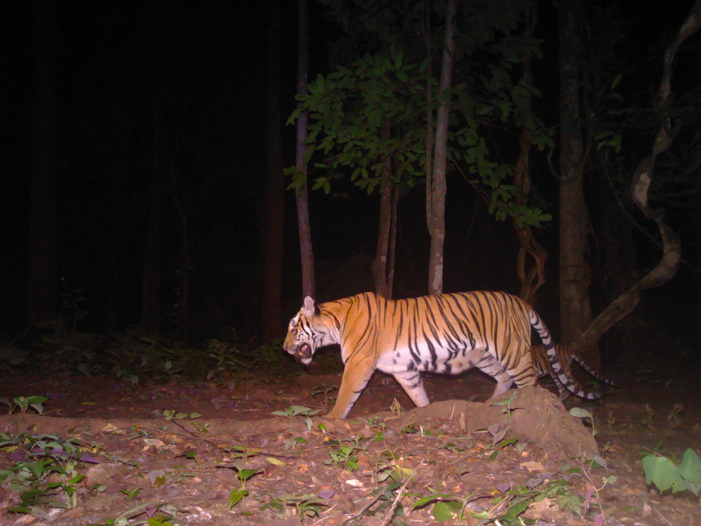 New Evidence of Three Tiger Cubs Proves Thailand’s Tigers Find Ways to ...
