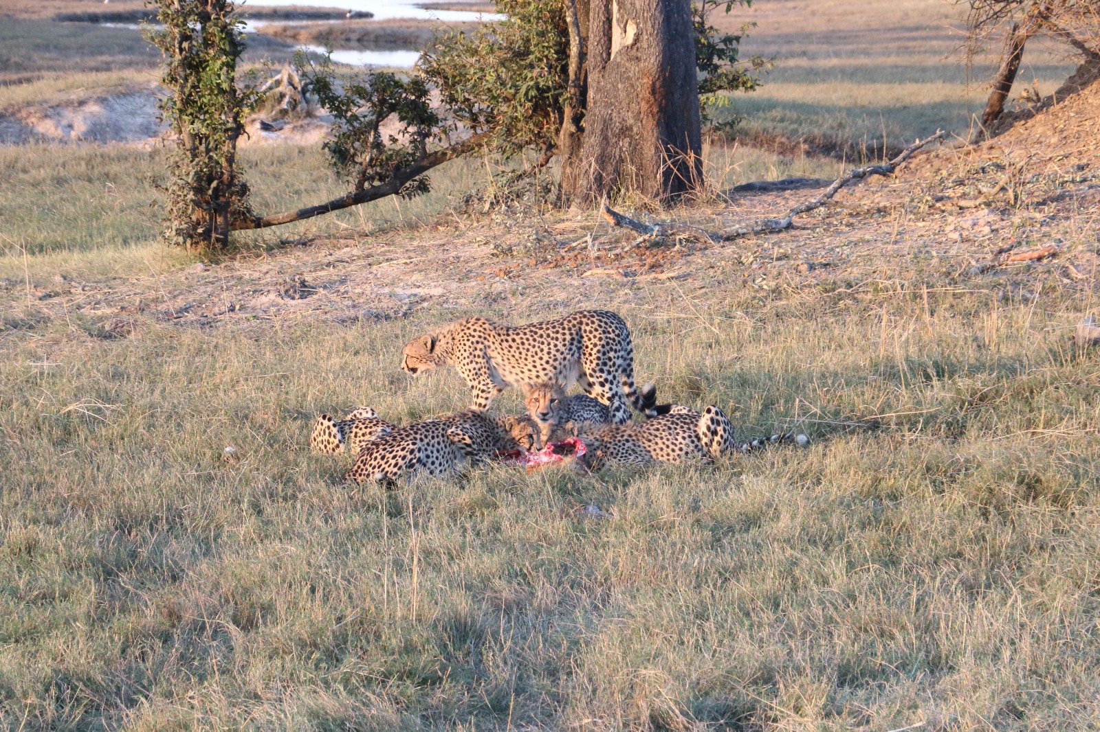 Nkala cheetah family eating