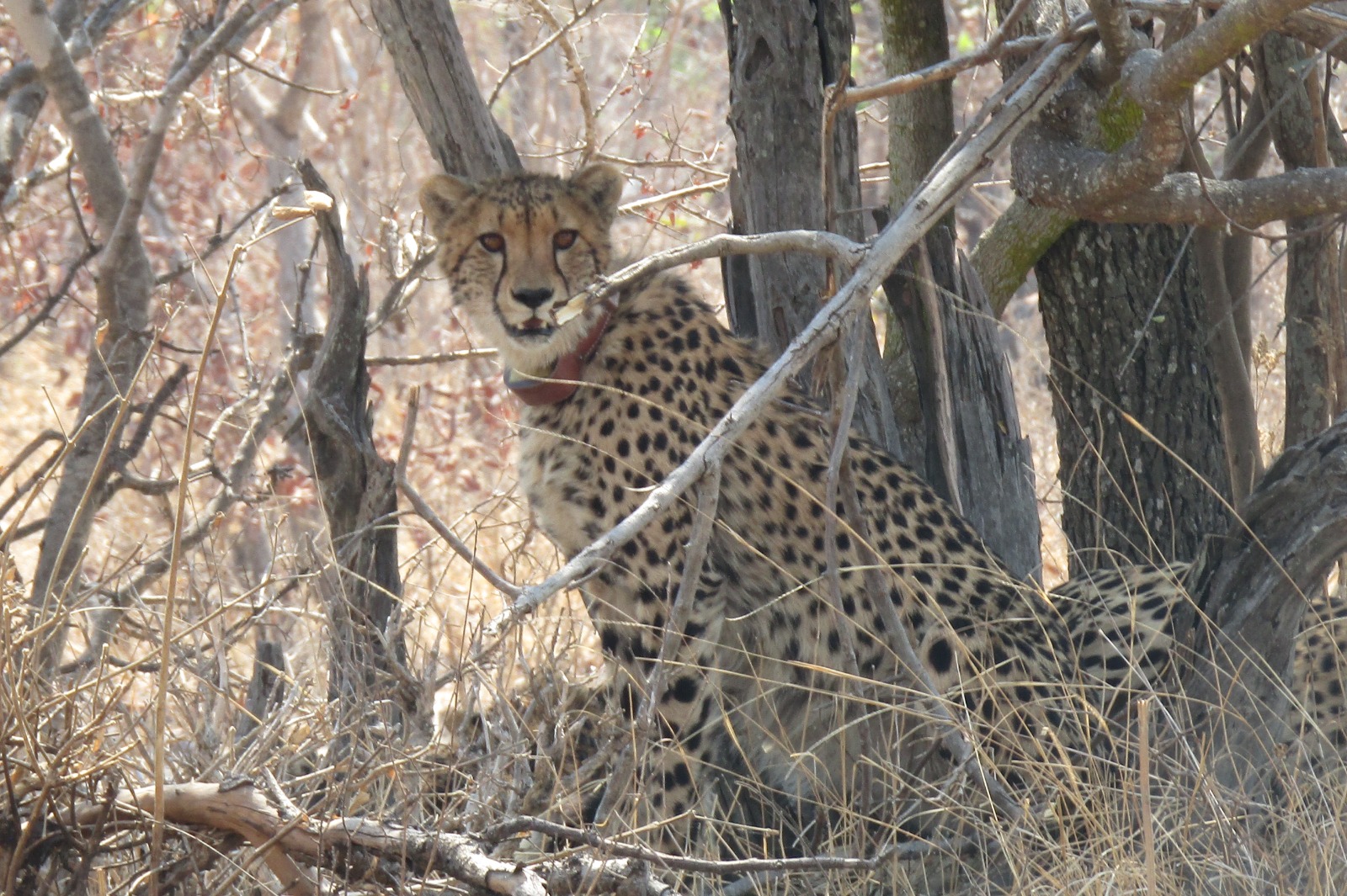 Cheetah wearing collar in shade