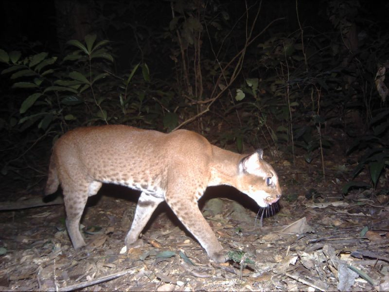 African golden cat