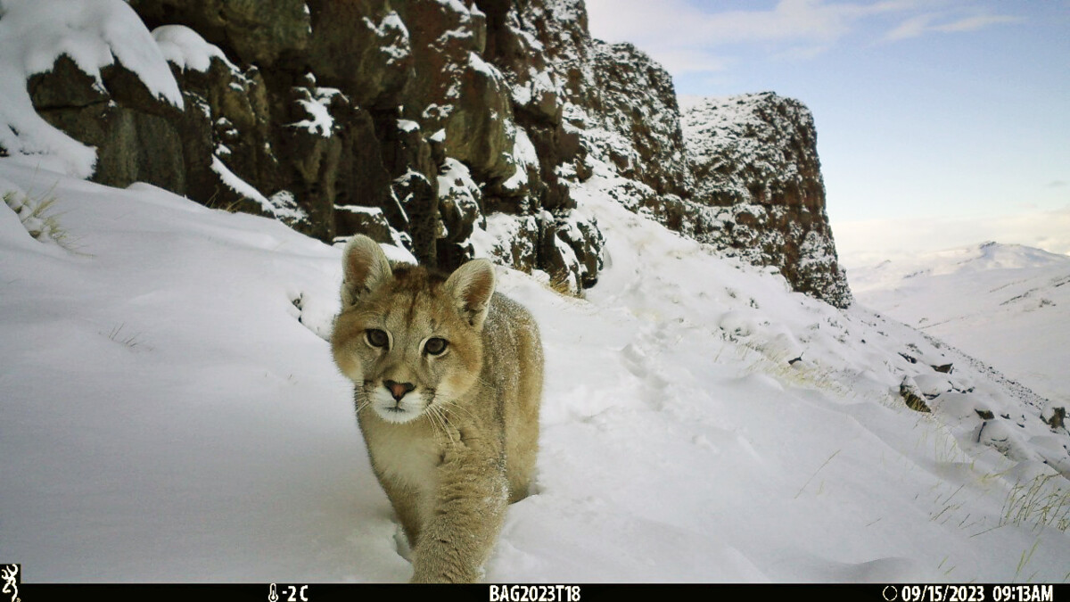 Puma on remote camera in Chilean Patagonia