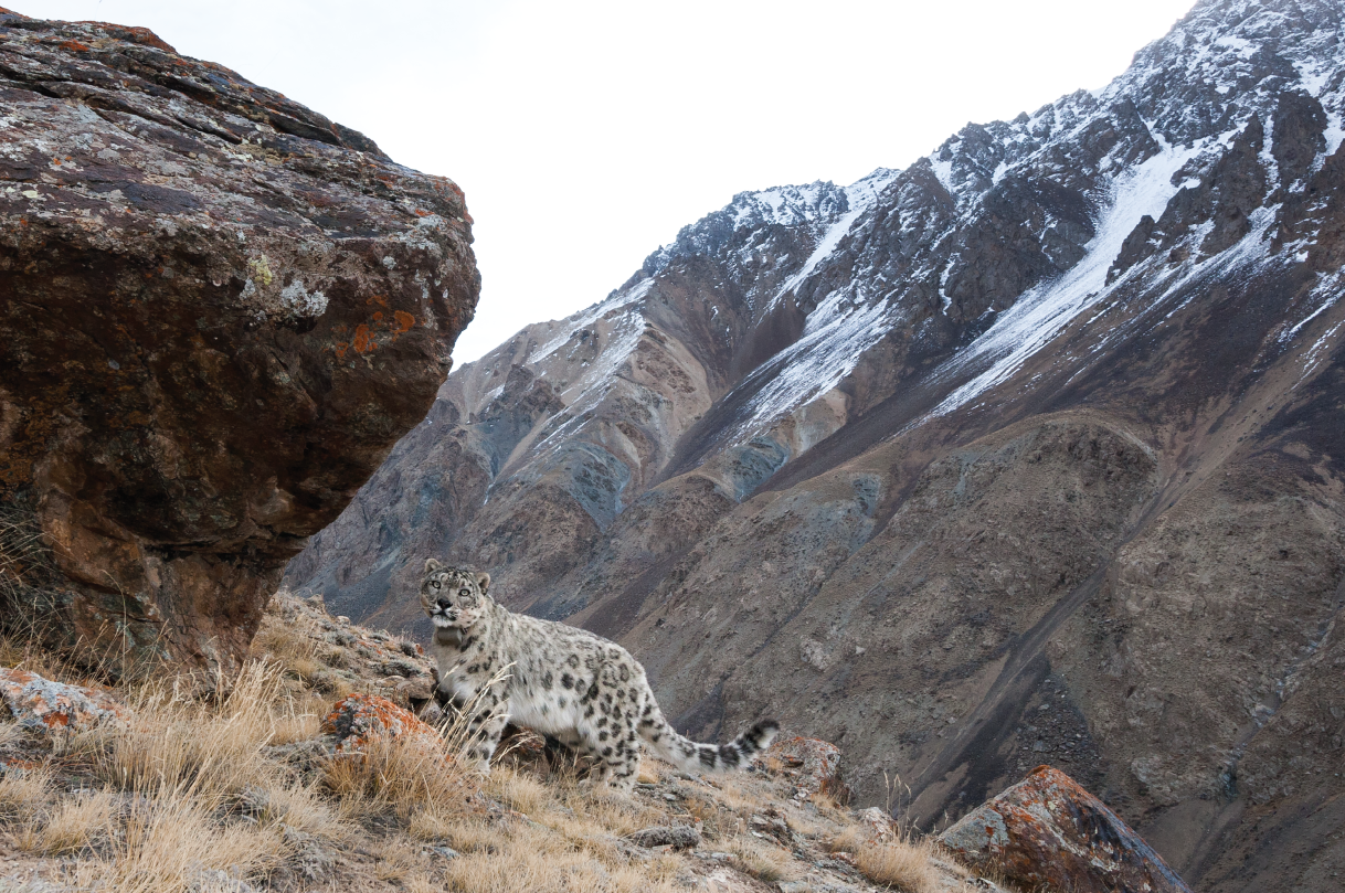 Snow leopard Kennerknecht